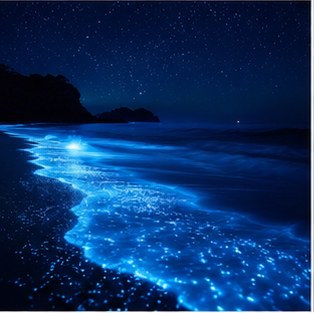 Blue Mind: Why Being Near Water Changes Your Entire Outlook