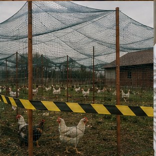The Chicken Alert: What Every Woman Needs to Know About Bird Flu